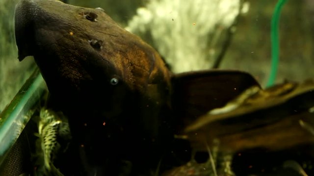 Extreme Close Up Of The Face Of A Black Suckermouth Catfish Blue Eye Pleco Sucking Onto The Side Glass Of An Aquarium Surrounded By Small Catfish