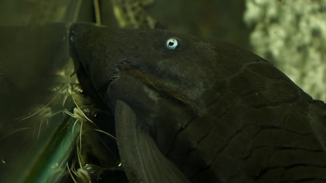Large Black Pleco Catfish Colombian Blue Eyed Pleco Sitting On Bottom Of Aquarium Tank With Other Catfish Swimming Around. Extreme Close Up Head Shot