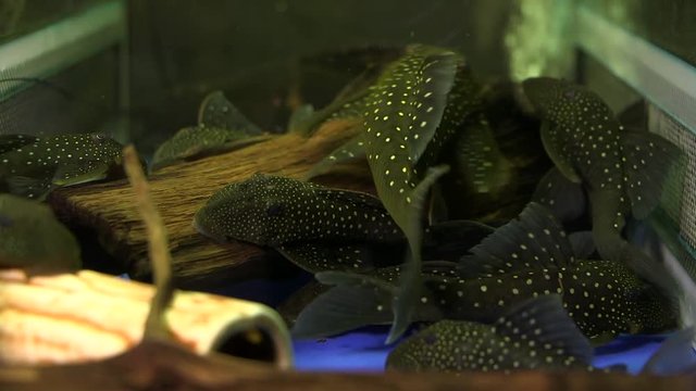 A School Of White Spotted Suckermouth Catfish Phantom Pleco Swimming Around And Sucking Onto The Bottom And Sides Of A Glass Aquarium