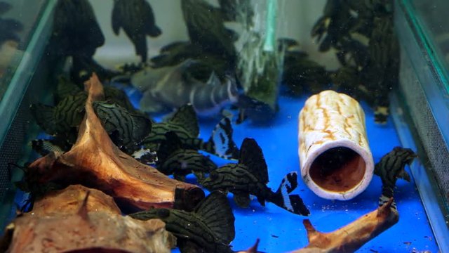 Tank Full Of Black Striped Pleco Catfish In An Aquarium Pet Shop Sitting On The Blue Bottom, top view wide shot