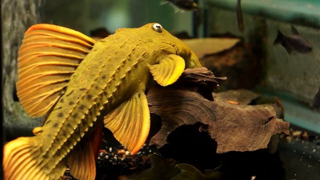 Large Yellow Spiny Monster Pleco Catfish Sitting On The Wood on Bottom Of An Aquarium Tank With Other Fish Swimming Around