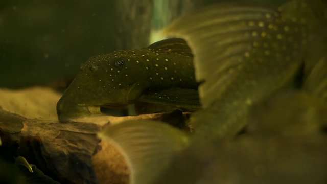 Yellow Spotted Black Suckermouth Catfish Phantom Pleco Sitting On The Bottom Of A Aquarium Tank With Food Floating Around