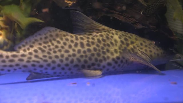Panning Of A Spotted Spotted Upside Down Catfish (Synodontis) feeding On Bottom Of Aquarium Tank With Other Catfish Swimming on background