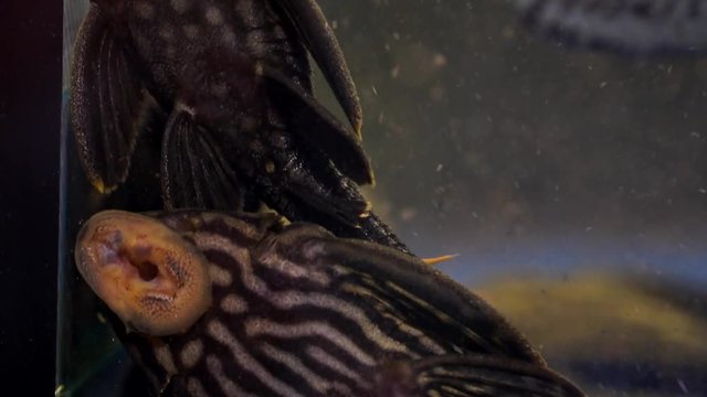Extreme Close Up Of Black And Grey Striped Suckermouth Catfish Common Pleco Royal Panaque Sucking Onto The Side Of A Glass Aquarium. Ventral view
