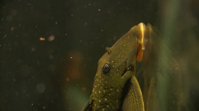 Close Up Of The yellow spotted Suckermouth Catfish Phantom Pleco Sitting On The Side Of A Aquarium Tank and Looking Around