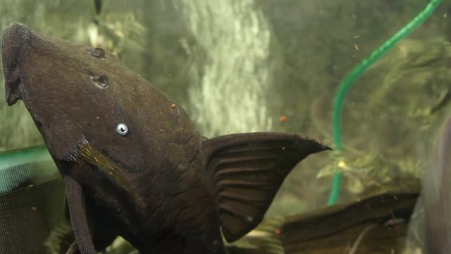 Extreme Close Up Of The Head Of A Blue Eyed Pleco Sucking Onto The Side Of An Aquarium