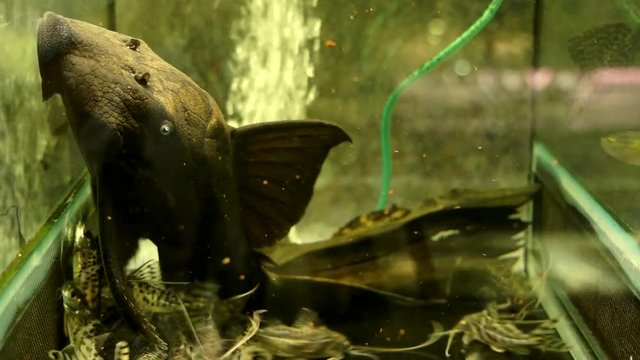 Close Up Of The Face Of A Big Black Suckermouth Catfish Blue Eyed Pleco Sucking Onto The Side Glass Of An Aquarium Surrounded By Small Synodontis Catfish