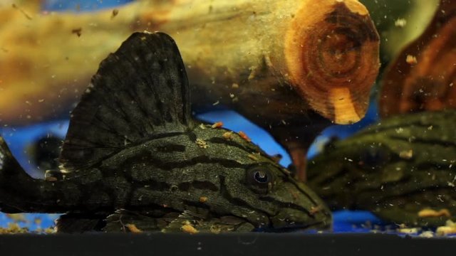 Extreme Close Up Of Black Striped on gray body Suckermouth Catfish Broken Line Royal Pleco Sucking Onto The Bottom Of A Glass Aquarium