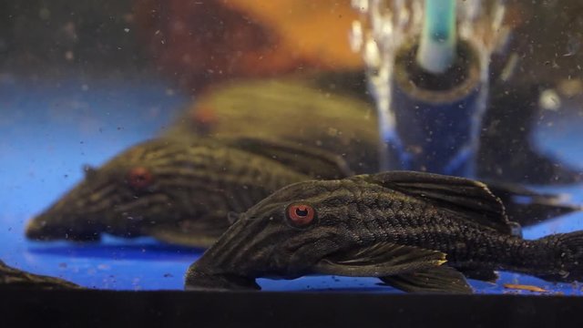 Close Up Of Pair Royal Panaque Catfish Watermelon Pleco (Panaque nigrolineatus) Sucking Onto The Bottom Of A Glass Aquarium, rack soft focus