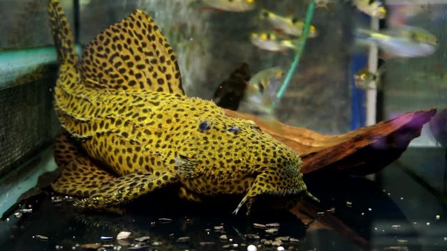 Close Up Of The Face Of A Spotted Rubber Lip Pleco Suckermouth Catfish Sucking Onto The Bottom Of An Aquarium. Black spots on a yellow body