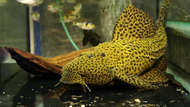 Close Up Of The Face with Odontodes Of A Large Suckermouth Cactus Pleco (Pseudacanthicus spinosus) Sucking Onto The Bottom Of An Aquarium