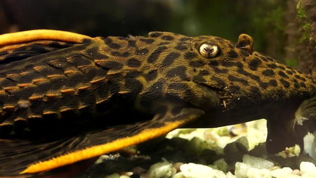 Close Up Detailed Black Orange Gold Spot Common Pleco Catfish Sitting on the bottom of the river
