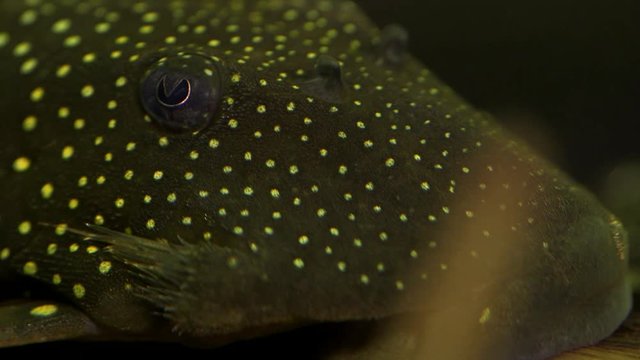 Extreme Close Up of Head, mouth, odontodes and eye Of A Phantom Pleco Catfish lies at the bottom and looks around