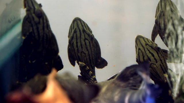 School Of Black And Gray Striped Dull Eyed Royal Pleco Catfish Suctioned Onto The Glass Of side of An Aquarium Tank. Inside Back View