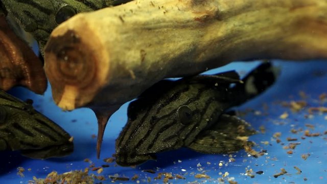 Close Up of a School Of Black And Grey Striped Suckermouth Catfish Panaque sp. (L191) Sucking Onto The Bottom Of A Glass Aquarium
