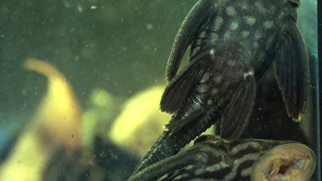 Panning upwards Ventral View of Group Of Black And Grey Striped Suckermouth Catfish Broken Line Royal Pleco Sucking Onto The Side Of A Glass Aquarium