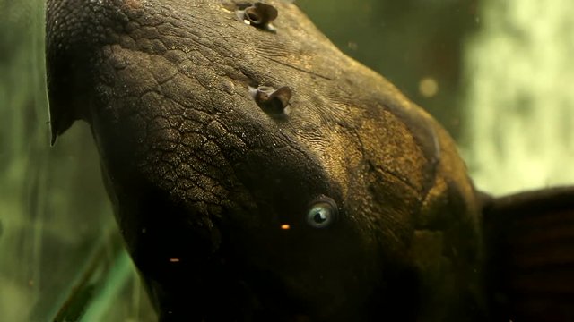 Extreme Close Up Of The Face Of A Black Suckermouth Catfish Blue Eyed Pleco Sucking Onto The Side Of An Aquarium