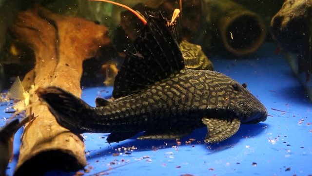 Close up of Panaque cf. nigrolineatus Suckermouth Catfish Sitting On The Bottom Of A Aquarium Tank With Food Floating Around