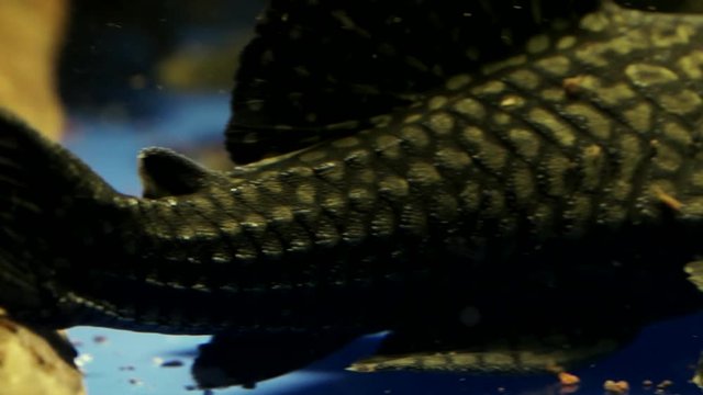 Close Up Panning from tail to head Of A Black Spotted Panaque Catfish Sitting On The Bottom Of An Aquarium Tank