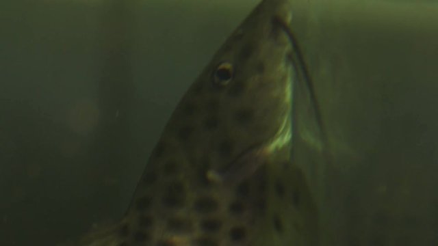 Extreme Close Up Of A Black And Grey Spotted Upside Down Synodontis Suckermouth Catfish Aphanotorulus unicolor Swimming Up Sucking Onto The Glass Of An Aquarium In A Dark Tank
