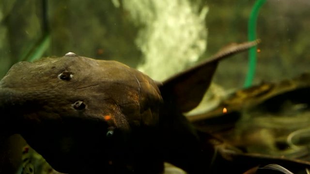 Extreme Close Up Of A Black Suckermouth Catfish Common Blue Eyed Pleco Sucking Onto The Side Of A Glass Aquarium With Smaller Catfish Swimming Around