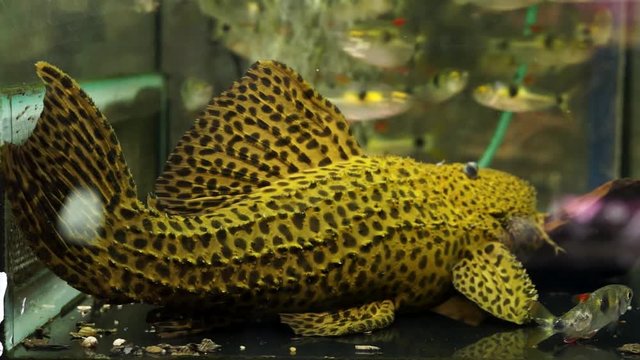 Large Yellow in black spots Spiny Monster Pleco Catfish (Pseudacanthicus spinosus) Sitting On Bottom Of An Aquarium Tank With Other Fish Swimming Around