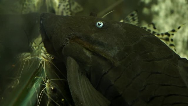 Extreme Close Up Of The Face And Eye Of A Colombian Blue Eyed Pleco Suckermouth Catfish Sucking On The Side On The Side Glass Of An Aquarium Surrounded By Smaller Catfish