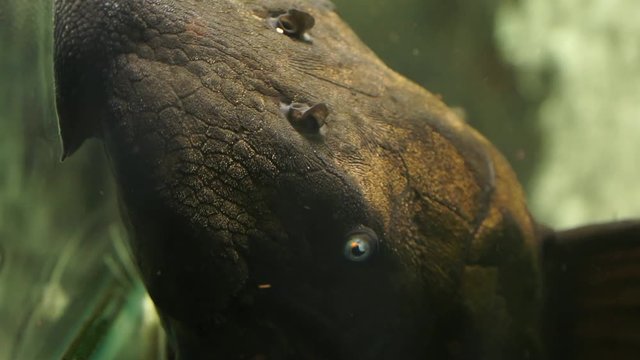 Extreme Close Up Of Head Of A Blue Eyed Pleco (Panaque cochliodon) Catfish Suctioned Onto The Glass Of An Aquarium Tank