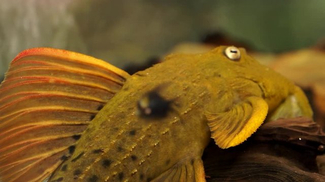 Close Up of Large Orange Spiny Monster Pleco Catfish Sucking a Wood on Bottom Of An Aquarium Tank With Other Fish Swimming Around