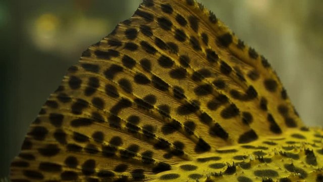 Extreme Close Up of Dorsal Fin of Yellow in Dark Spots Spiny Monster Pleco Catfish In An Aquarium Tank