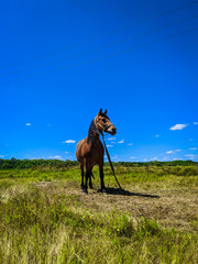 horse in the field