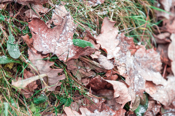 The beginning of winter in December and the first frosts on the fallen leaves