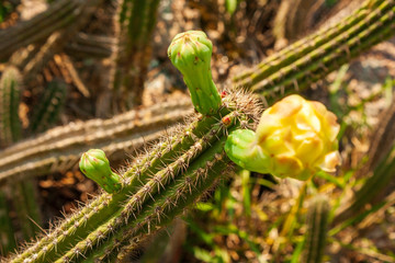 Cactus IMG_9780