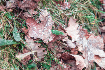 The frost of December had covered with frost dead leaves