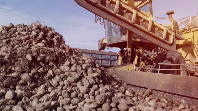 Piles of sugar beets on the field. Self-propelled machine for cleaning and loading sugar beet from the clamp at the edge of the field to a truck on the road. Ropa.