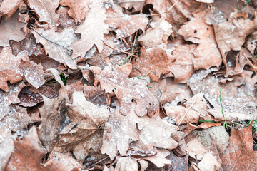 The frost of December had covered with frost dead leaves