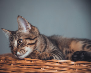Naklejka na ściany i meble Kitten lies on a wicker basket of twigs