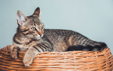 The kitten lies on a wicker basket of twigs