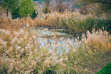Outdoor autumn winter season reed，Phragmites communis (Cav.) Trin. ex Steud