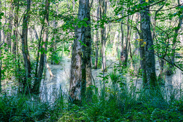 A magical swamp with trees standing in water and green reeds in the foreground