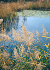 Outdoor autumn winter season reed，Phragmites communis (Cav.) Trin. ex Steud