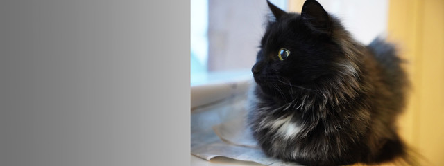cat at the window on a gray background