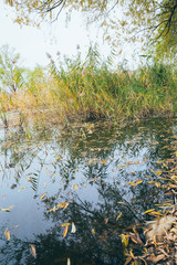Outdoor autumn winter season reed，Phragmites communis (Cav.) Trin. ex Steud