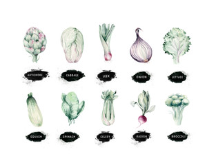 Vegetables healthy green organic set hand drawn watercolor diet menu with artichoke, broccoli, spinach, celery vitamin. Cabbage, leek and onion illustration. Isolated lettuce and radish. Squash sketch