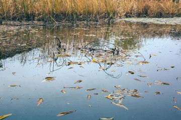 Outdoor autumn winter season reed，Phragmites communis (Cav.) Trin. ex Steud