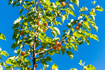Ladakh, India - Jul 20 2019 - Apricot at Turtuk village in Ladakh, Jammu and Kashmir, India.