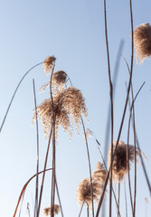 Outdoor autumn and winter season with blue sky and reeds，Phragmites communis (Cav.) Trin. ex Steud