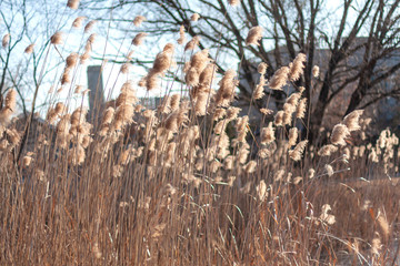 Outdoor autumn winter season reed，Phragmites communis (Cav.) Trin. ex Steud
