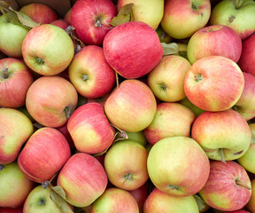 Fresh ripe red and green apples as background