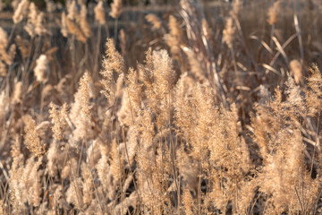 Obraz premium Outdoor autumn winter season reed，Phragmites communis (Cav.) Trin. ex Steud